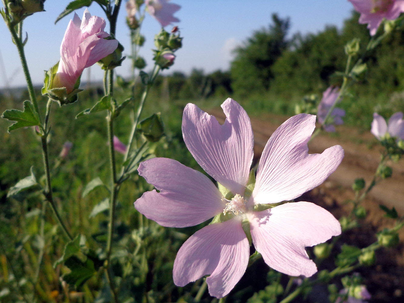 Image of Malva thuringiaca specimen.