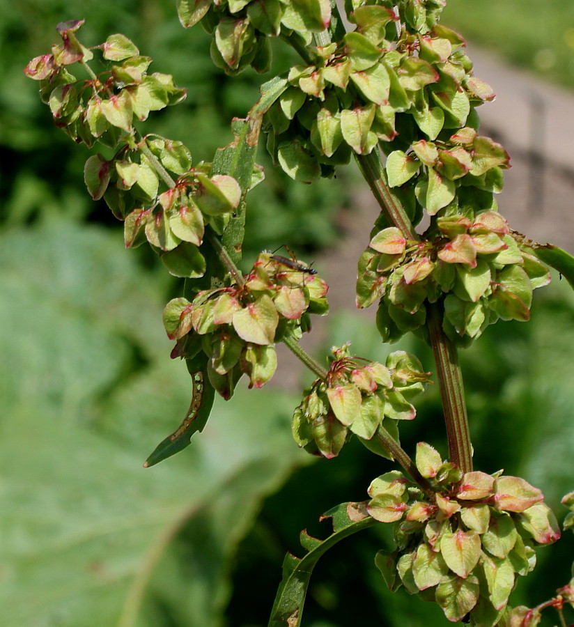 Изображение особи Rumex &times; heterophyllus.