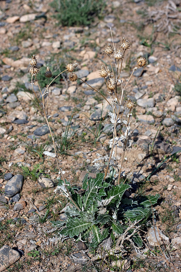 Image of Cousinia affinis specimen.