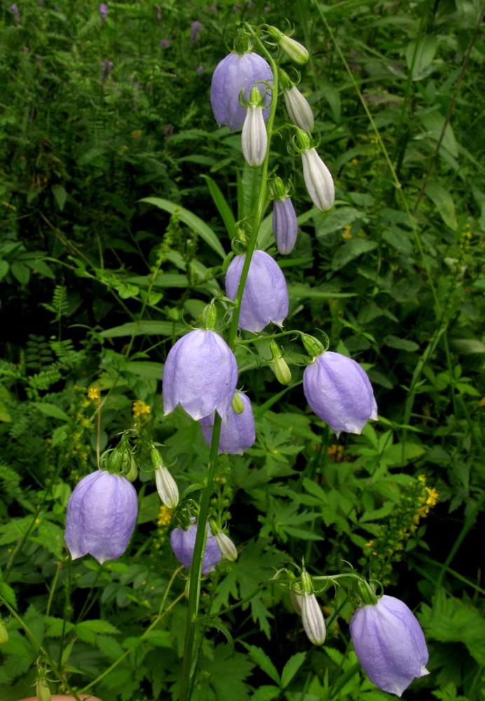 Изображение особи Adenophora lamarckii.