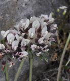 Anthyllis подвид pulchella