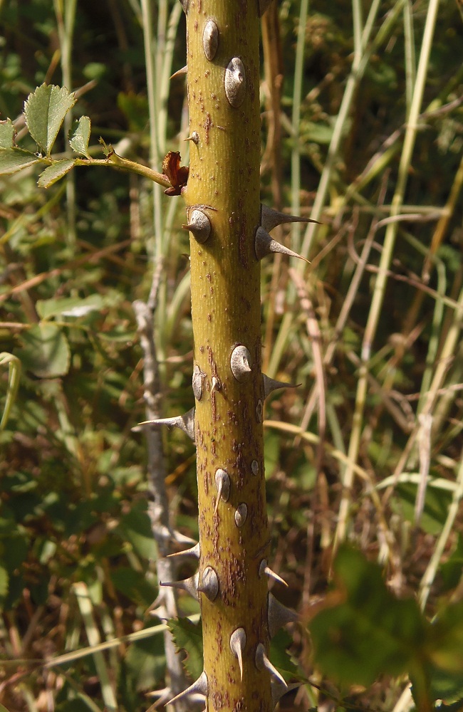 Image of genus Rosa specimen.