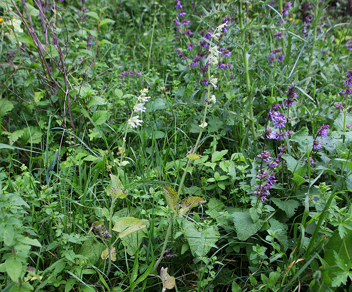 Image of Salvia verticillata specimen.