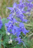 Delphinium brachycentrum