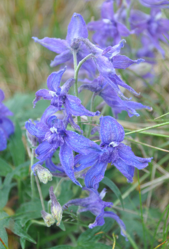 Изображение особи Delphinium brachycentrum.