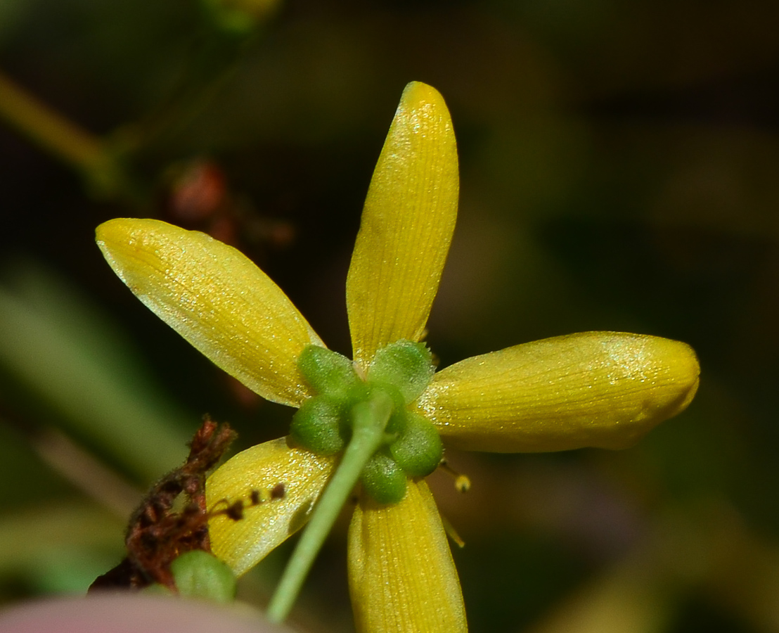 Image of Hypericum triquetrifolium specimen.