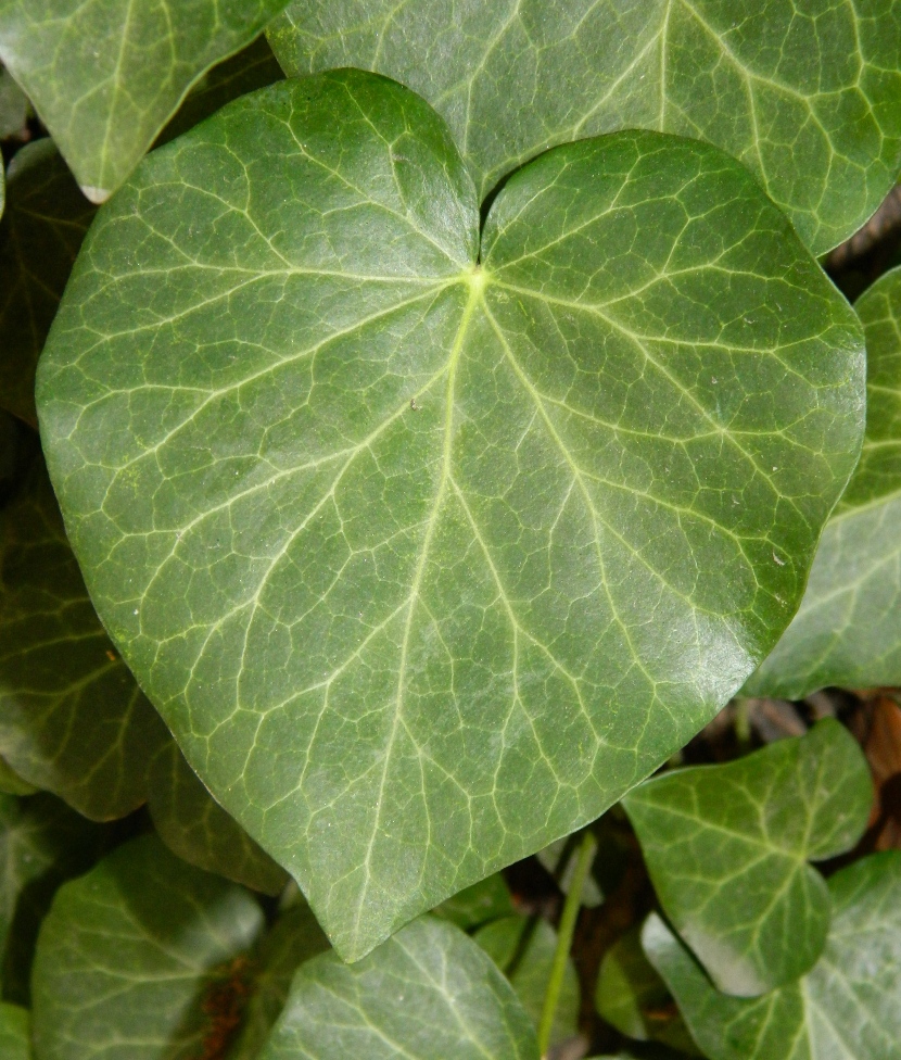 Изображение особи Hedera helix.