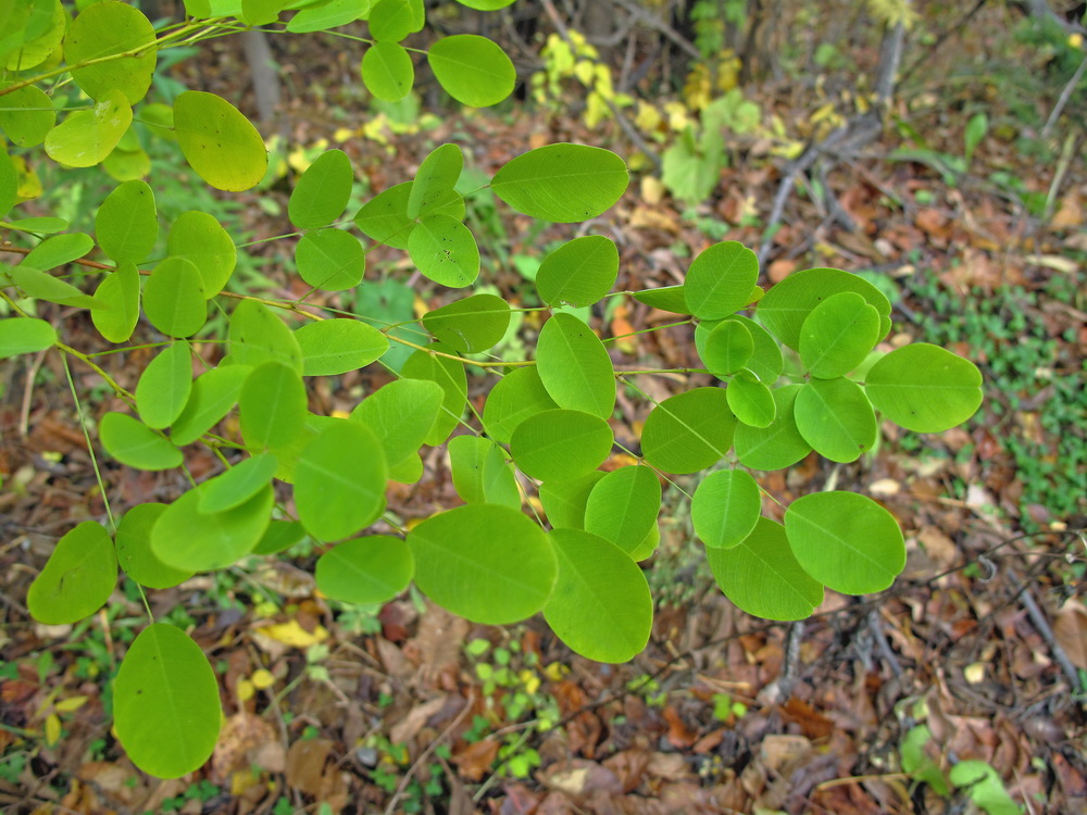 Image of Lespedeza bicolor specimen.