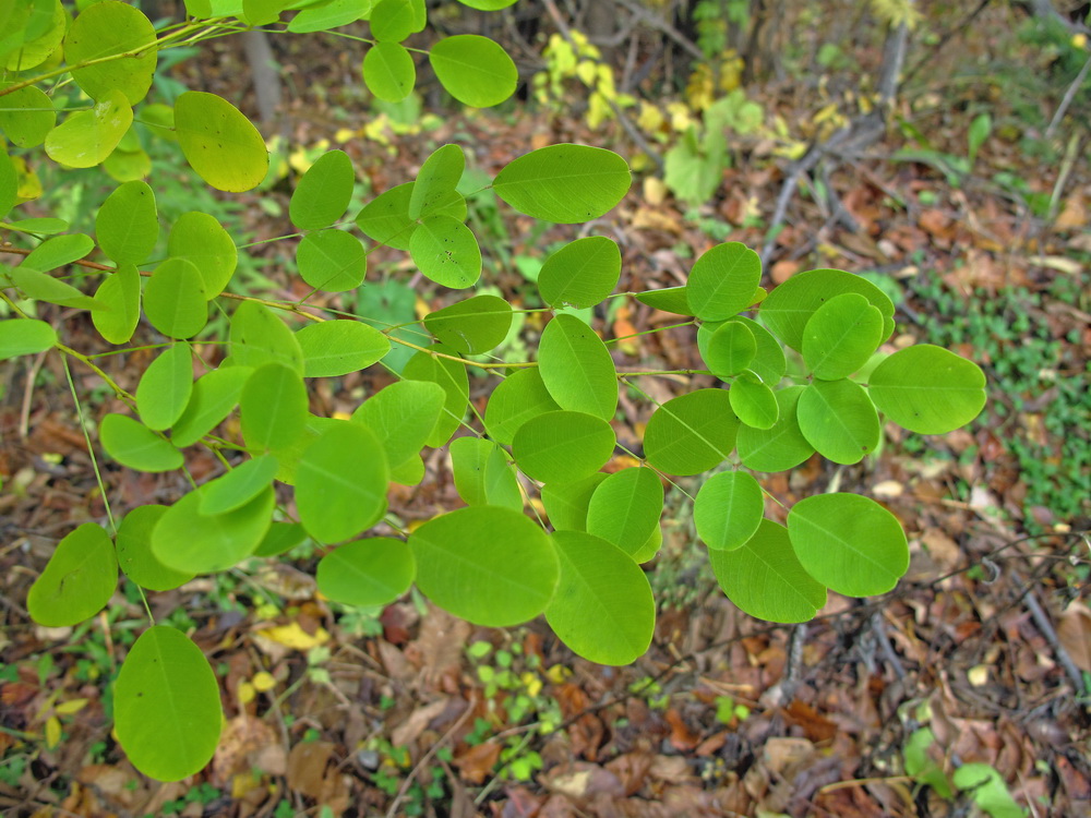 Изображение особи Lespedeza bicolor.