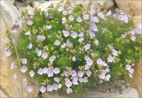 Veronica filifolia