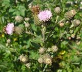 Cirsium setosum