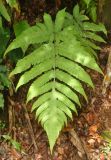 Pleocnemia irregularis