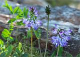 Astragalus subpolaris. Соцветия. Карелия, Заонежье, мыс Клим Нос, песчаный пляж на границе с сосновым бором. 15.06.2012.