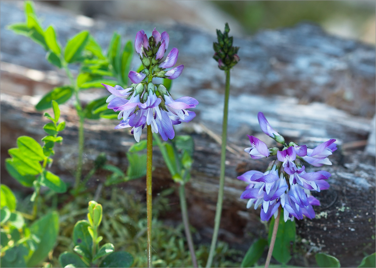 Изображение особи Astragalus subpolaris.