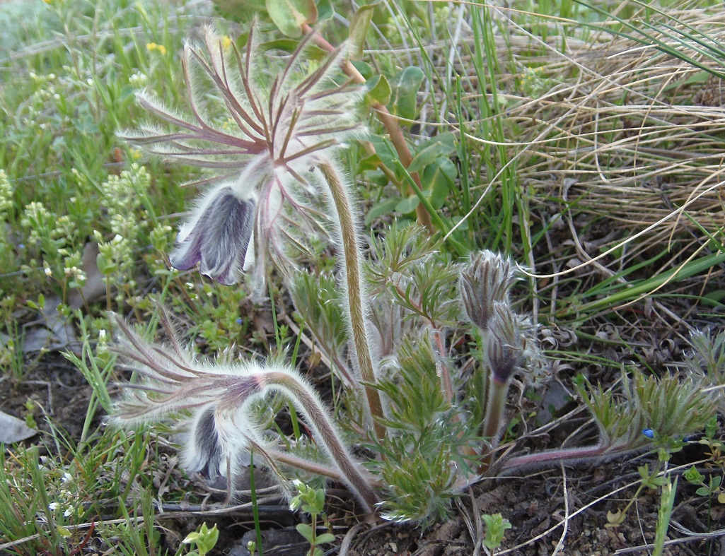 Изображение особи Pulsatilla bohemica.