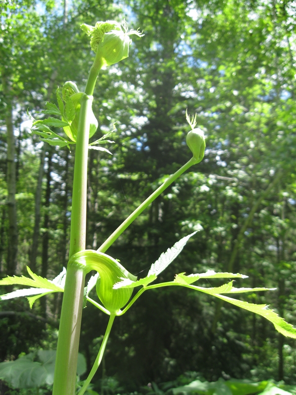 Image of Angelica genuflexa specimen.