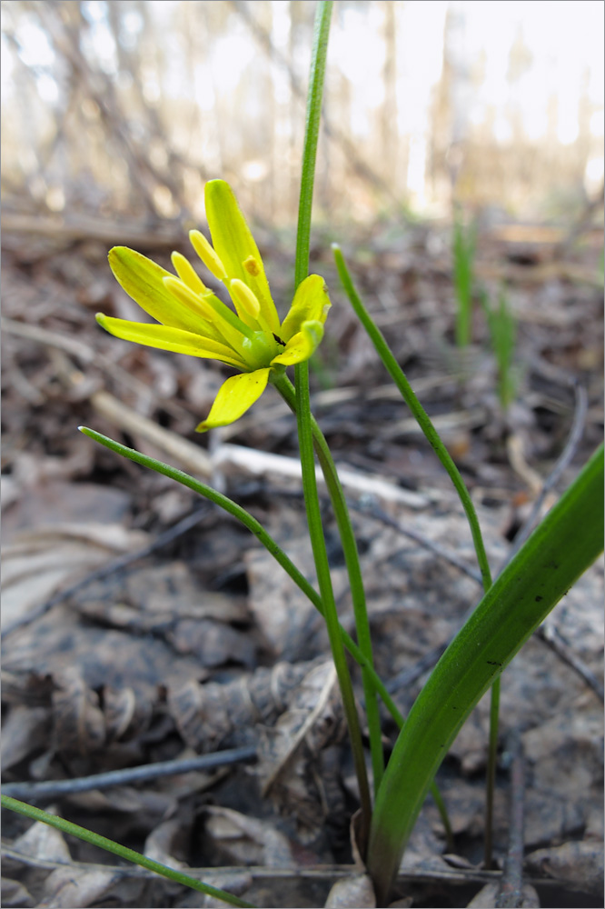 Image of Gagea lutea specimen.