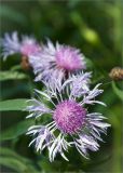 Centaurea jacea. Соцветие. Ленинградская обл., Ломоносовский р-н, Копорье, опушка смешанного леса. 18.08.2012.