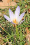 Crocus reticulatus. Цветущее растение. Черноморское побережье Кавказа, Новороссийский р-н, близ м. Мысхако, пушистодубово-фисташковое редколесье. 15 февраля 2014 г.