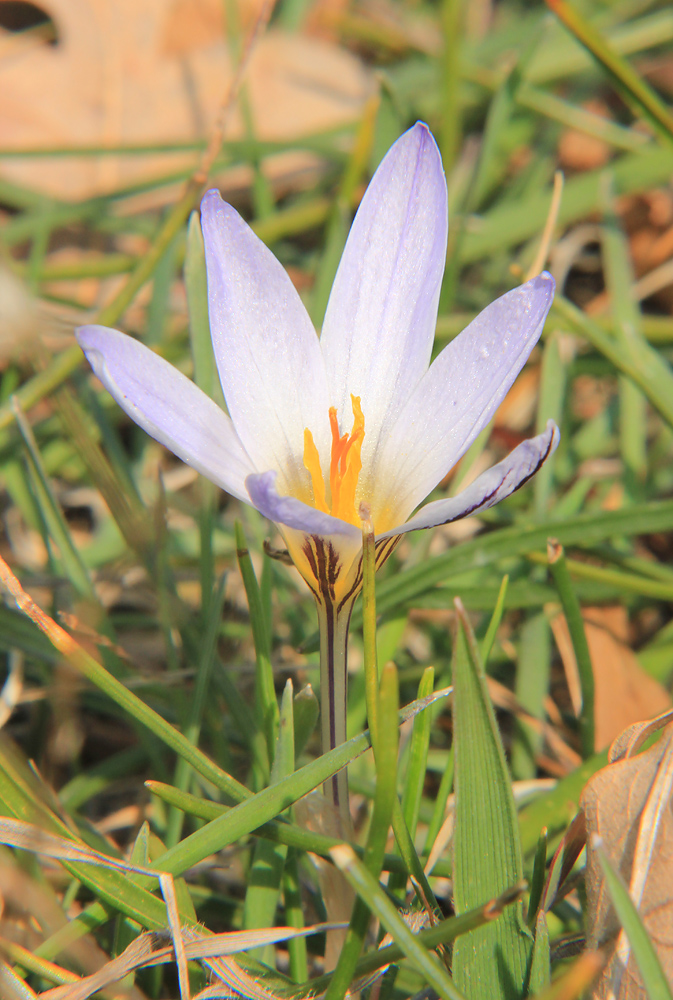 Image of Crocus reticulatus specimen.