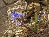 Scilla bifolia. Цветущее растение. Краснодарский край, Новороссийский р-н, гора Рябкова, каменистый склон, дубово-грабовый лес. 23.02.2014.