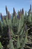 Echium candicans. Цветущее растение. США, Калифорния, Монтерей, на побережье океана. 17.02.2014.