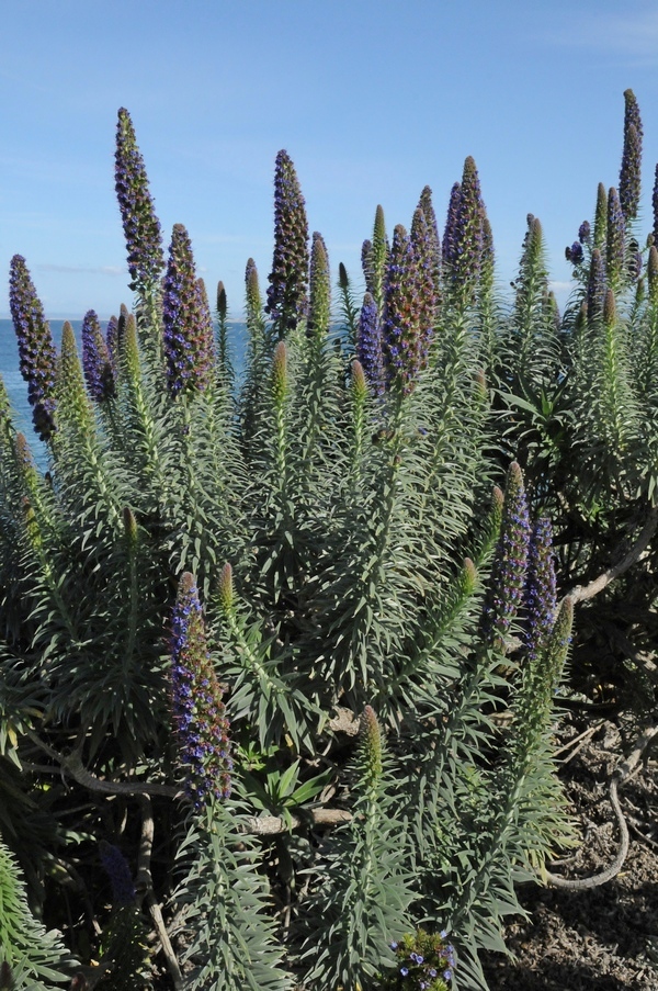 Изображение особи Echium candicans.