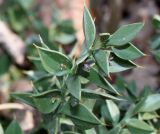 Ruscus aculeatus. Верхняя часть цветущей веточки. Германия, г. Дюссельдорф, Ботанический сад университета. 02.03.2014.