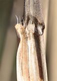 Image of taxon representative. Author is Александр Иванов