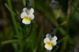 Viola arvensis