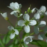 Cardamine amara. Цветки. Киев, Святошинский лес, возле родника в ольшанике. 8 мая 2014 г.