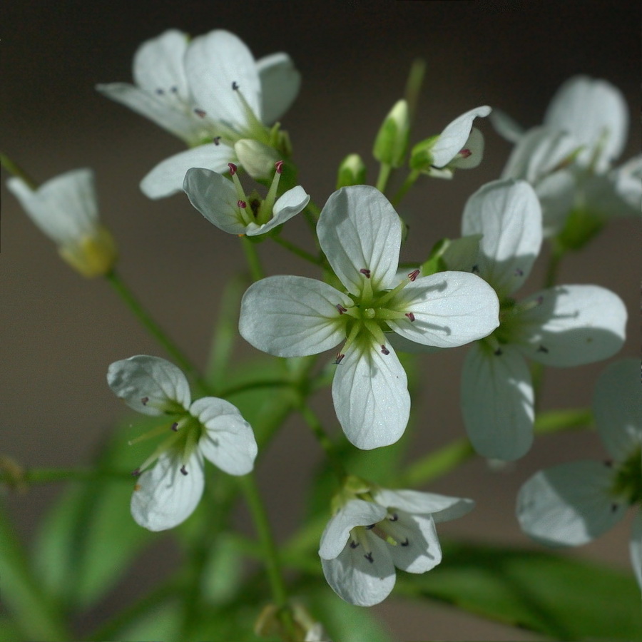 Изображение особи Cardamine amara.