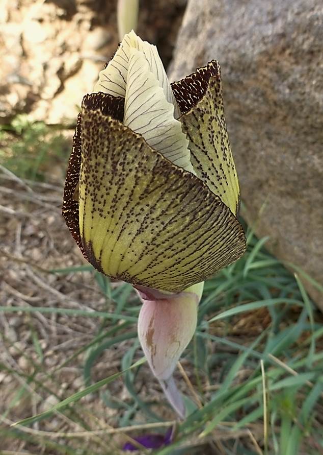 Image of Iris elegantissima specimen.