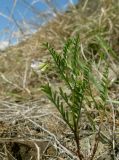Vicia ervilia
