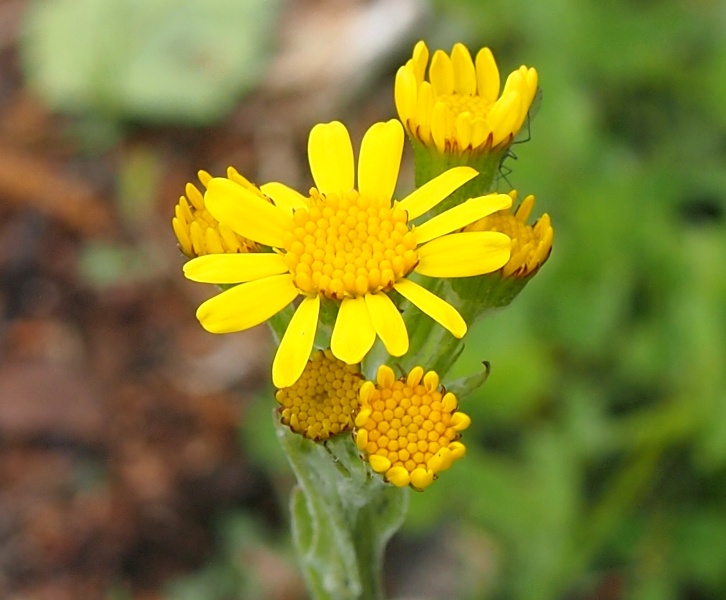 Image of Tephroseris integrifolia specimen.