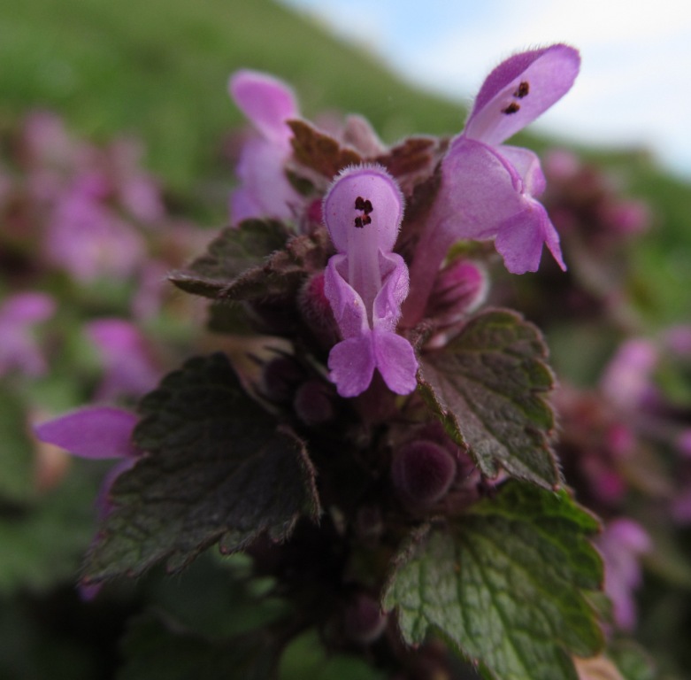 Image of Lamium purpureum specimen.