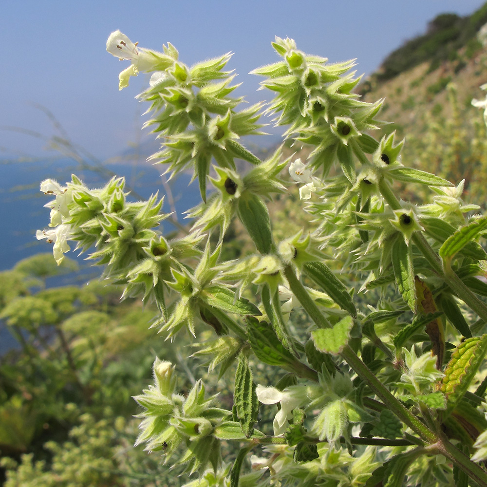 Image of Stachys pubescens specimen.