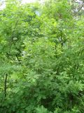 Quercus calcarea. Молодые растения. Ставропольский край, г. Кисловодск, на хорошо освещённом склоне Сосновой горы, на высоте около 893 м н.у.м. (43°53′33,61″ с.ш., 42°43′20,35″ в.д.). 04.06.2014.
