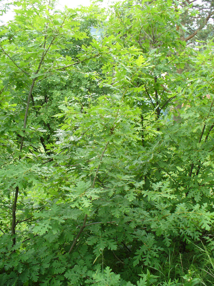 Изображение особи Quercus calcarea.
