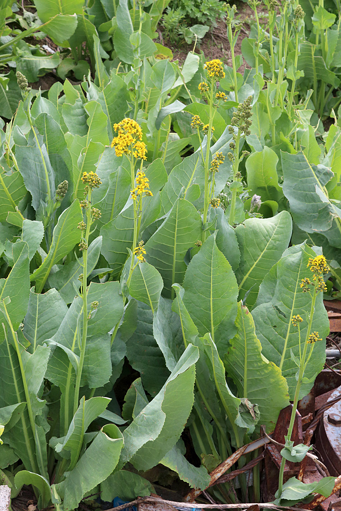 Image of Ligularia heterophylla specimen.