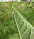 Inula helenium