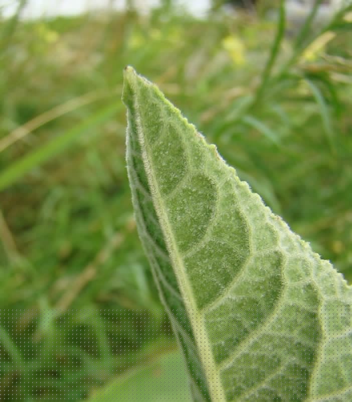 Image of Inula helenium specimen.