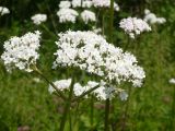 Valeriana officinalis