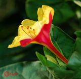 Mirabilis jalapa