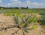 Euphorbia seguieriana. Цветущие растения. Крым, окр. Феодосии, песчаный пляж к западу от пос. Приморский. 10 июля 2014 г.