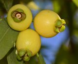 Syzygium jambos. Плоды. Израиль, Шарон, пос. Кфар Шмариягу, в культуре. 06.07.2014.