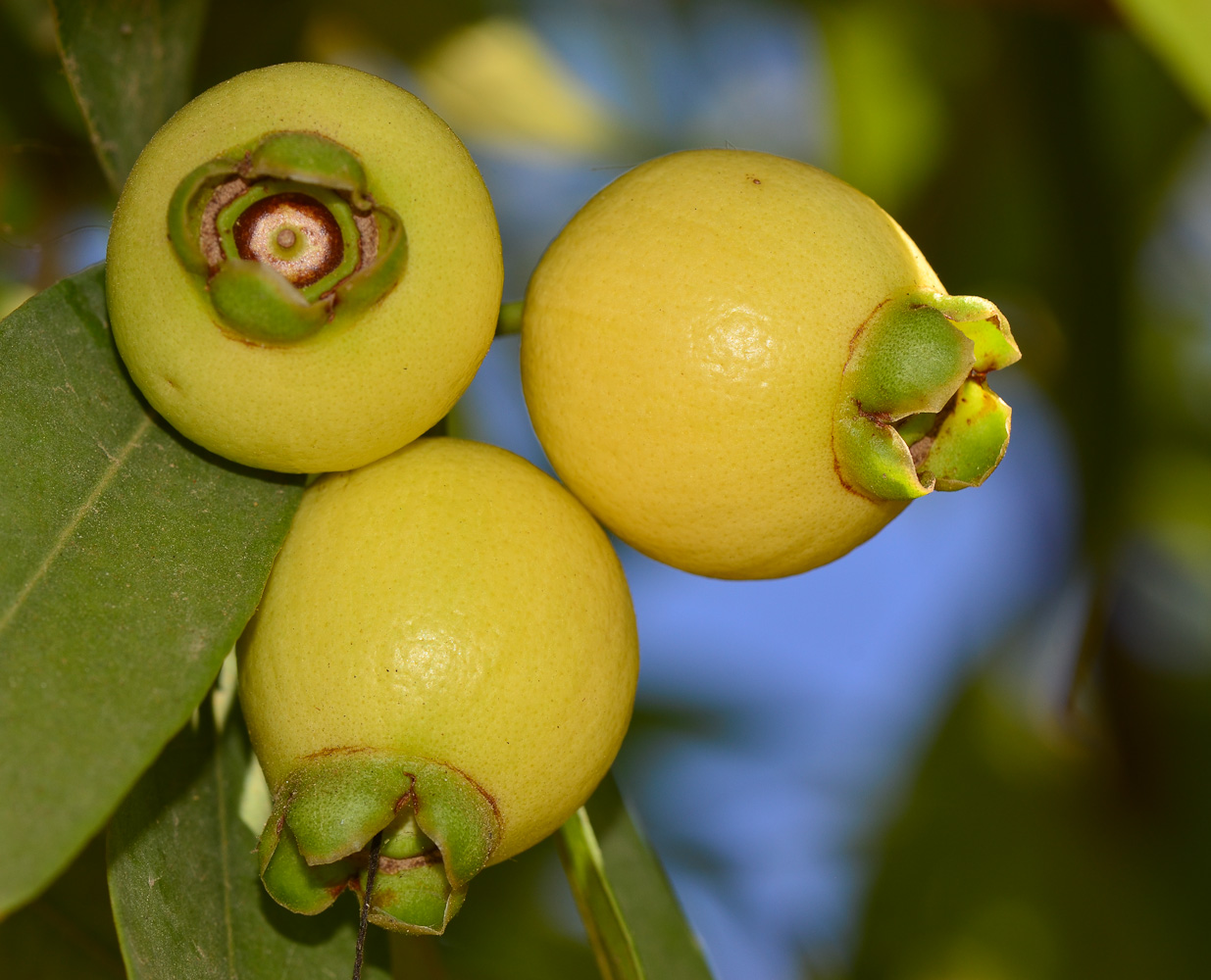 Изображение особи Syzygium jambos.