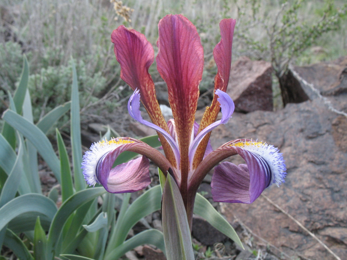 Изображение особи Iris glaucescens.