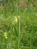 Phleum pratense. Верхушка растения с выходящим из листового влагалища соцветием. соцветия. Украина, Львовская обл., Дрогобычский р-н, г. Трускавец, Помярки, луг возле дороги на Трускавец. 04.06.2014.