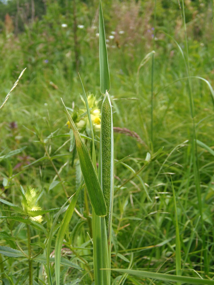 Image of Phleum pratense specimen.